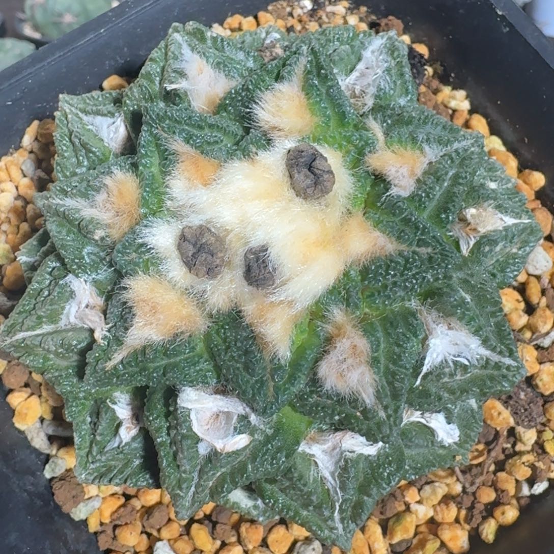 【闪购商品】自根辛顿