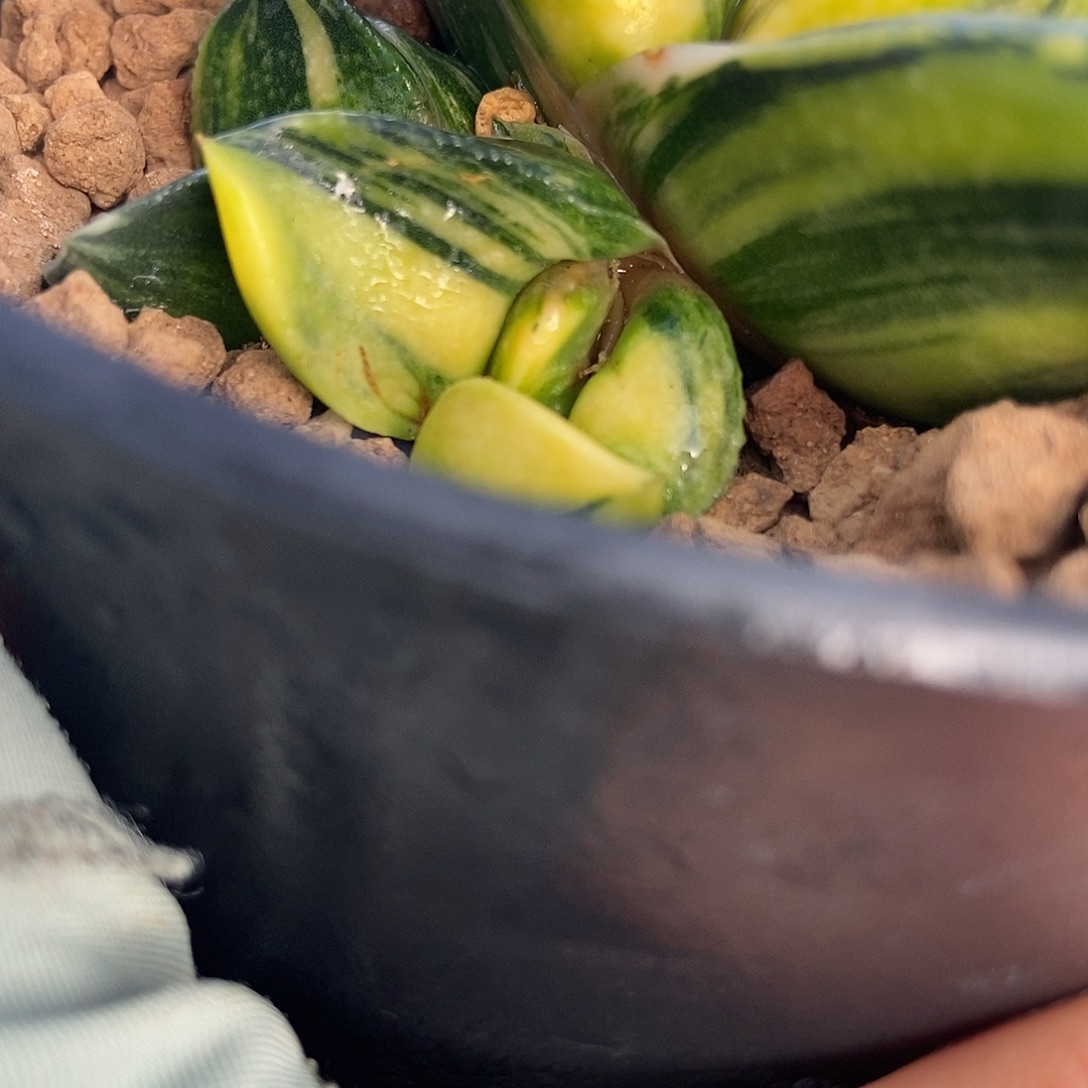 生***甜832大宽短叶形侧牙带盆发货