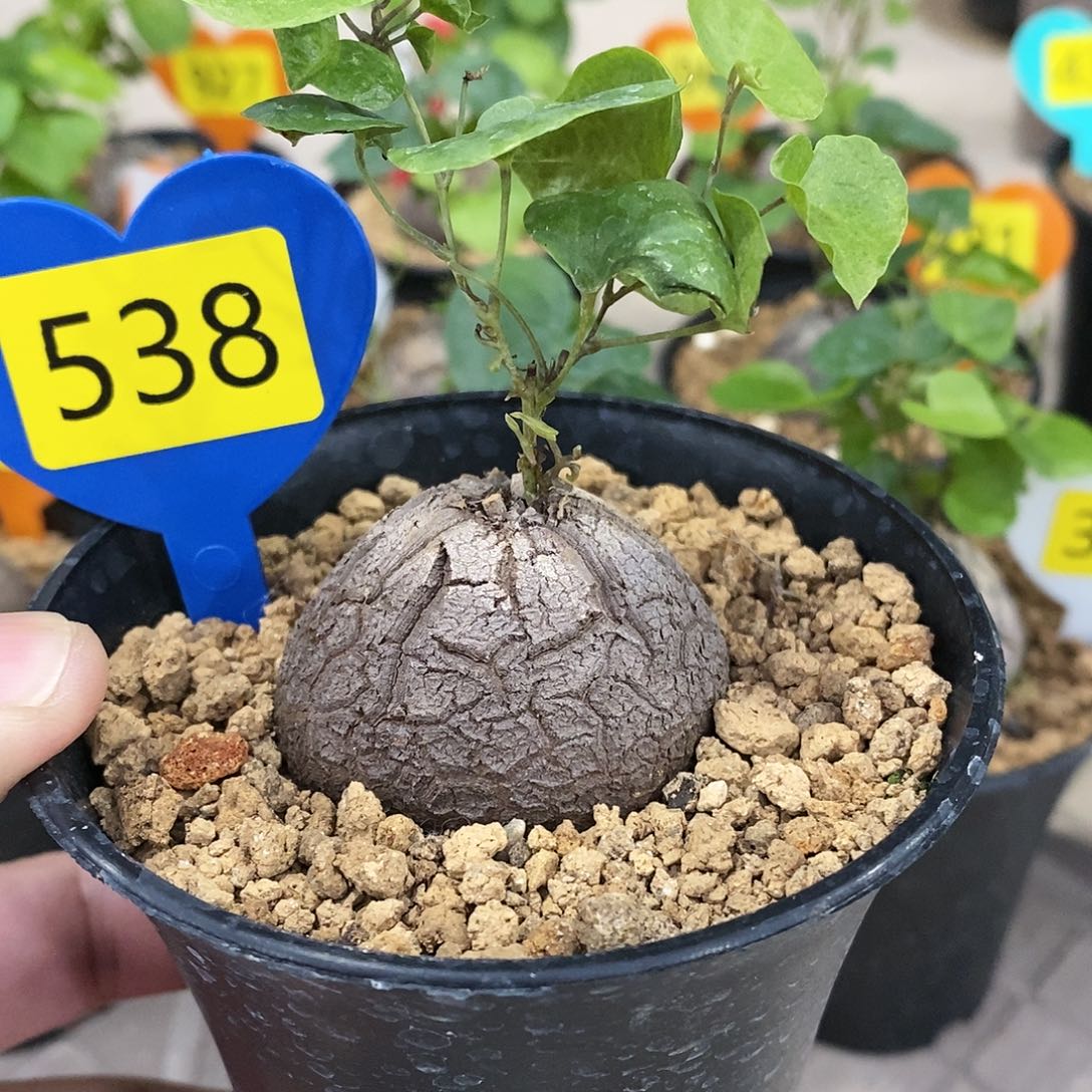 南非龟甲龙龟甲龙