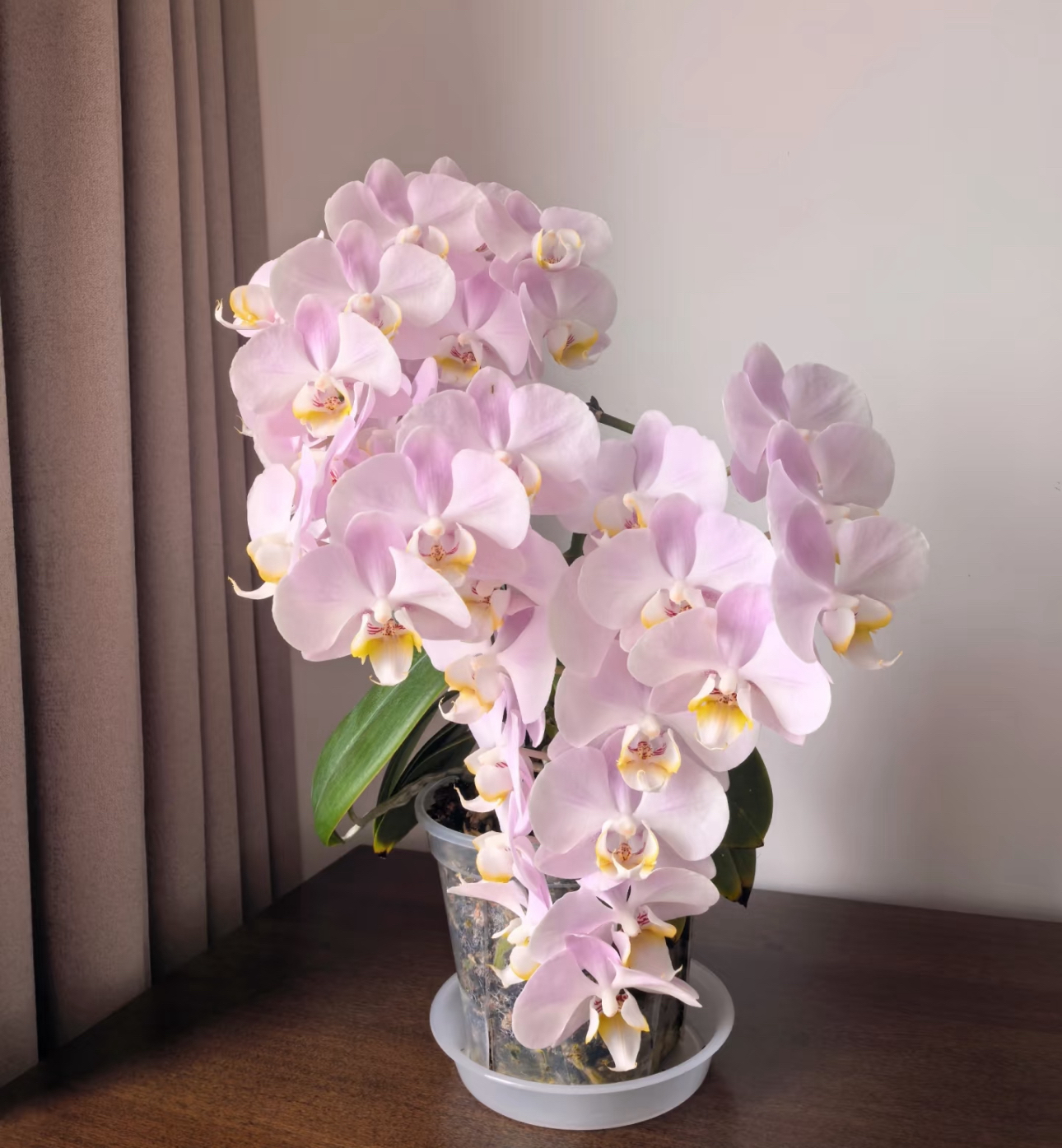 【天使】福纳瑞 出花剑苗 蝴蝶兰  3.5寸杯 