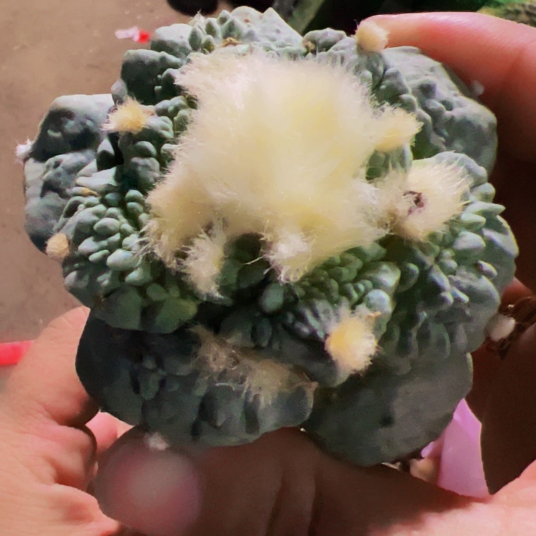 无花朵福利白肌大尤怒涛976