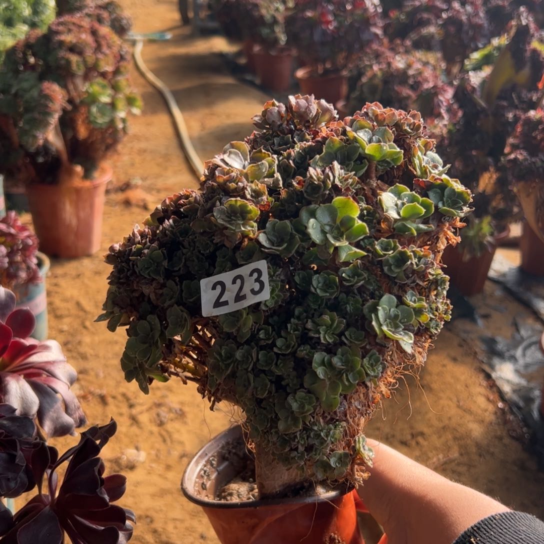 玫瑰朵朵223高26