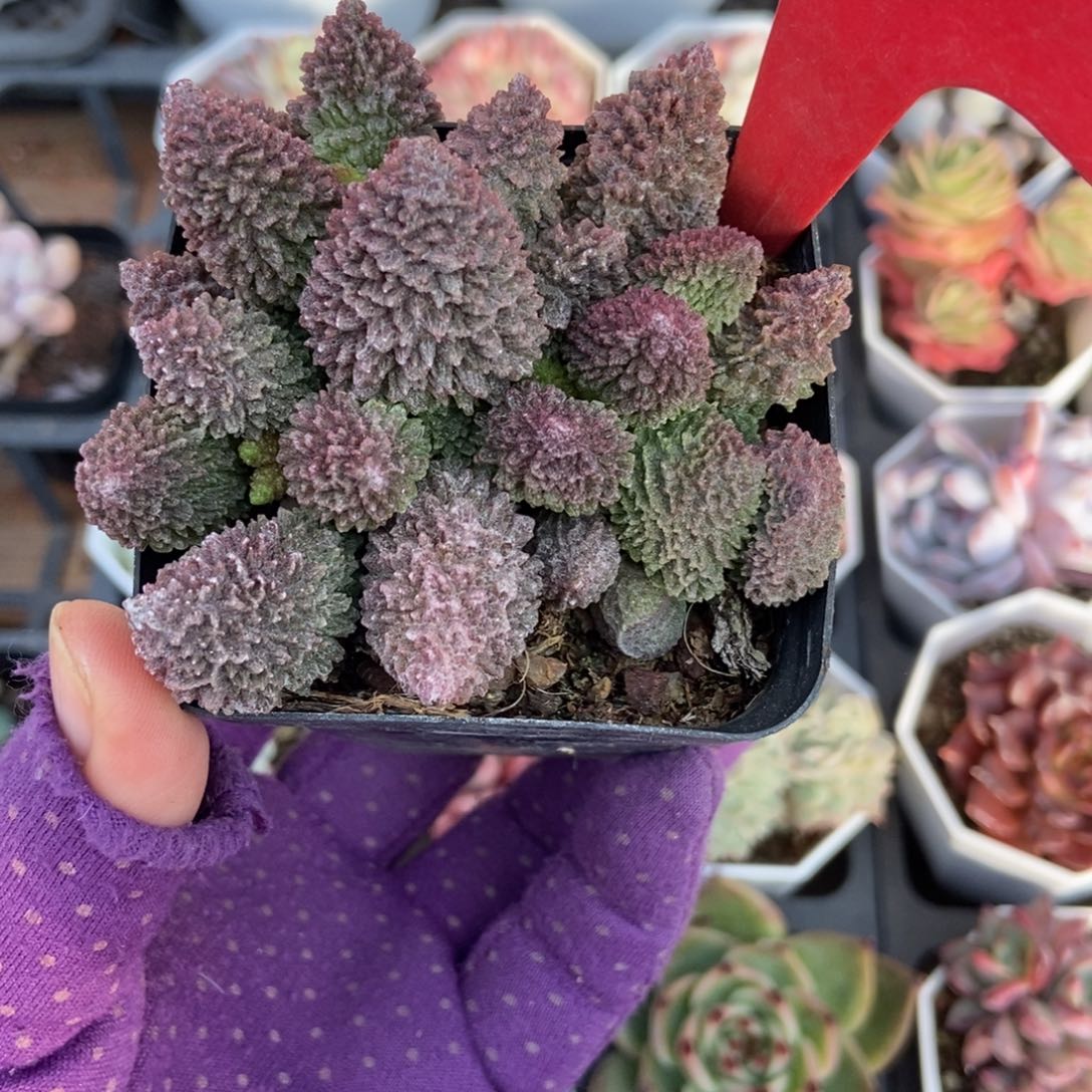 690朱子玉水泡duorou