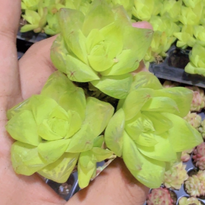 黄金雨露五颗一组