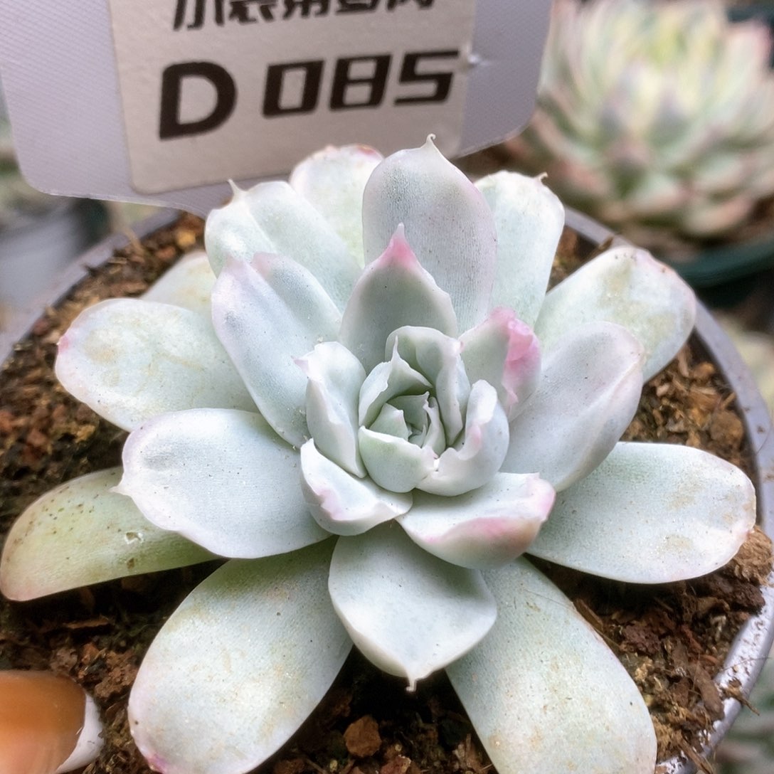 085辛普森锦锦锦锦锦锦