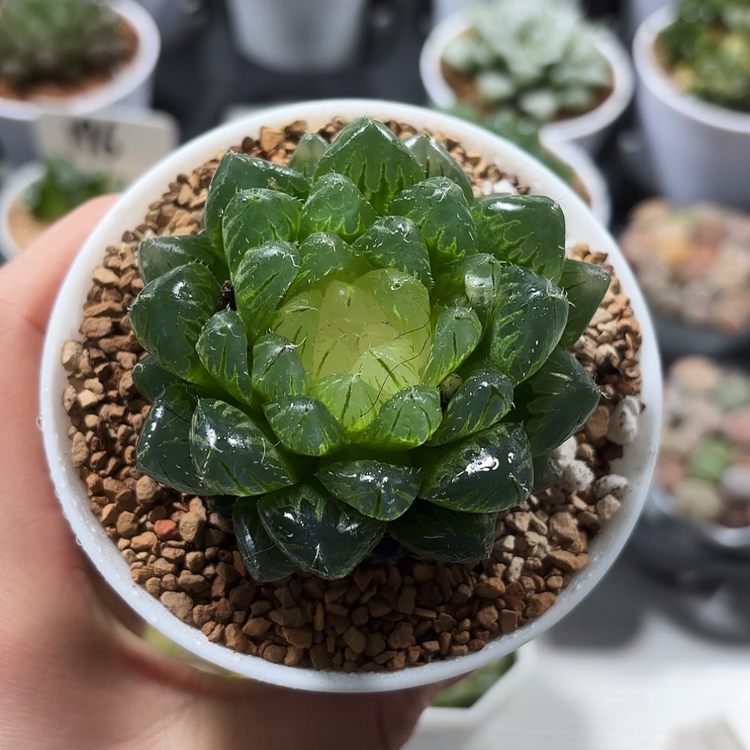 白盘宝莲灯多肉植物