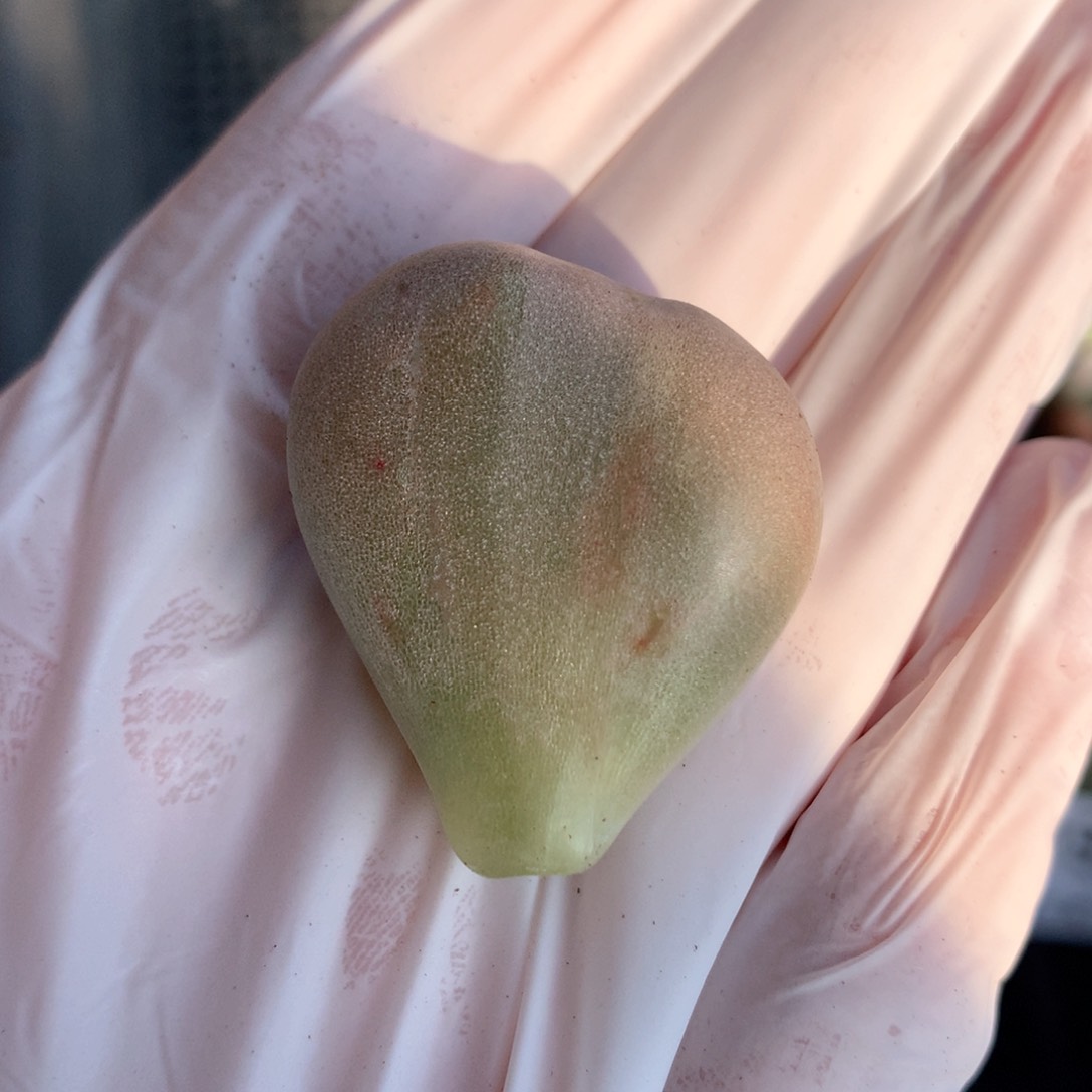 油煎叶片一片一片191