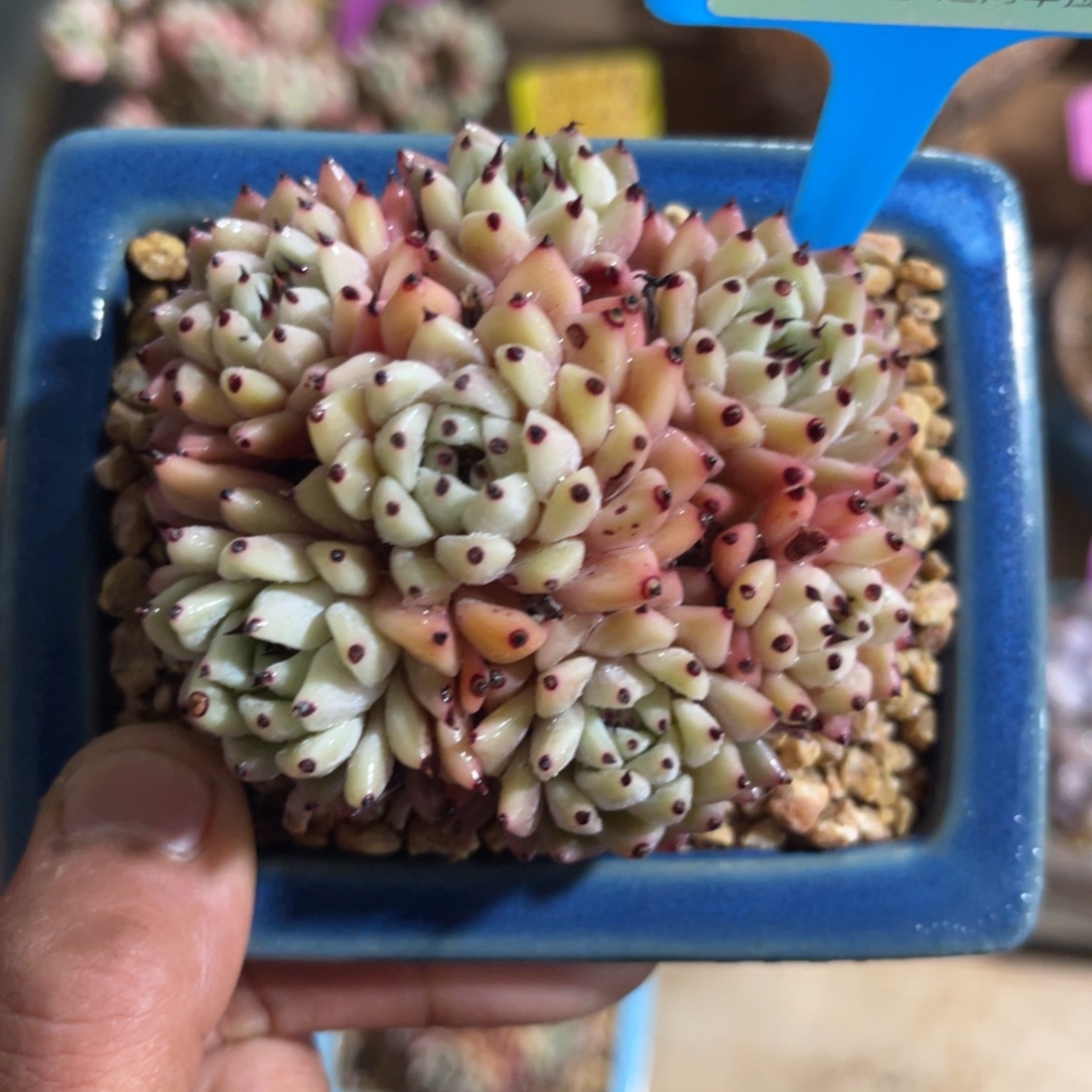 云尘多肉一物一拍不含盆808