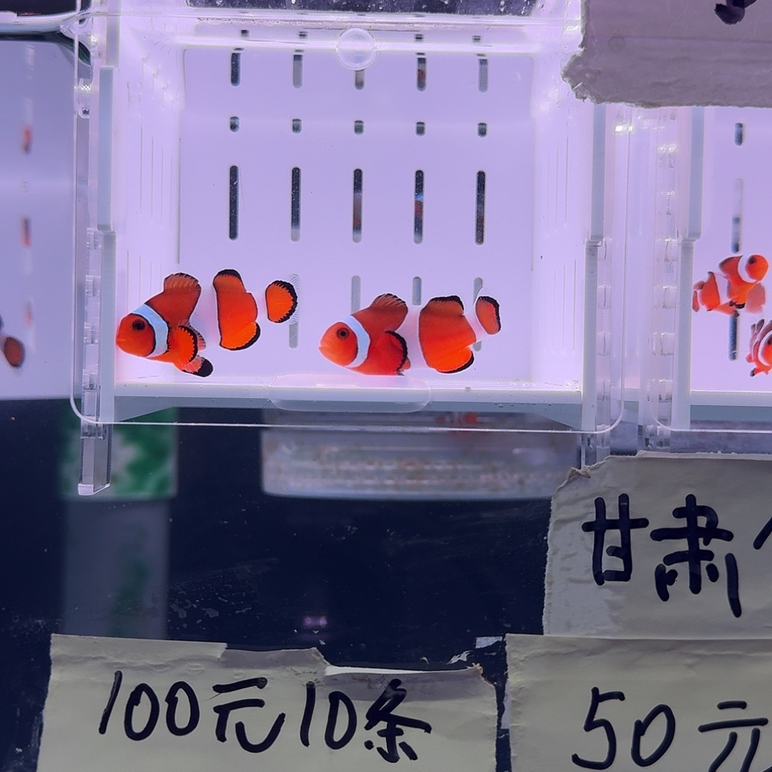 海水鱼4+精品黑边公子一对