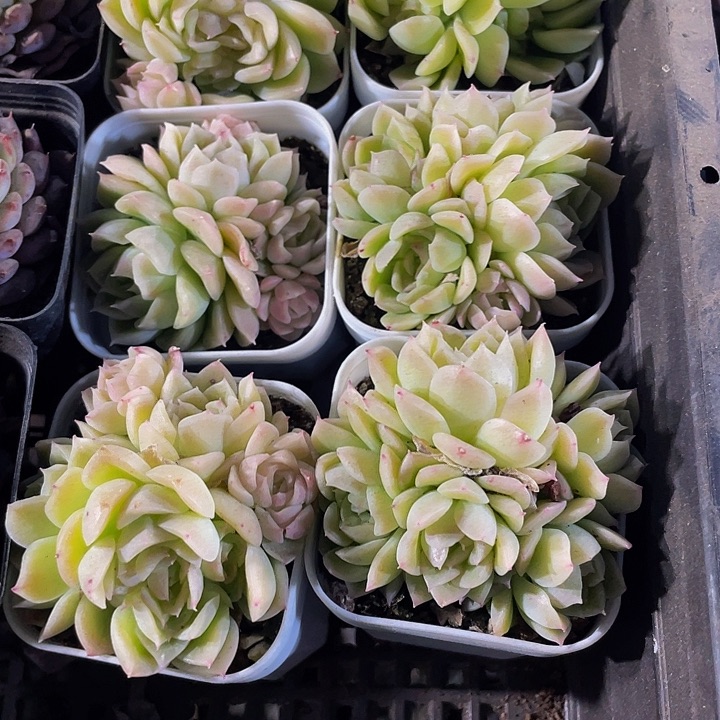 爱杜丽儿2.8带盆