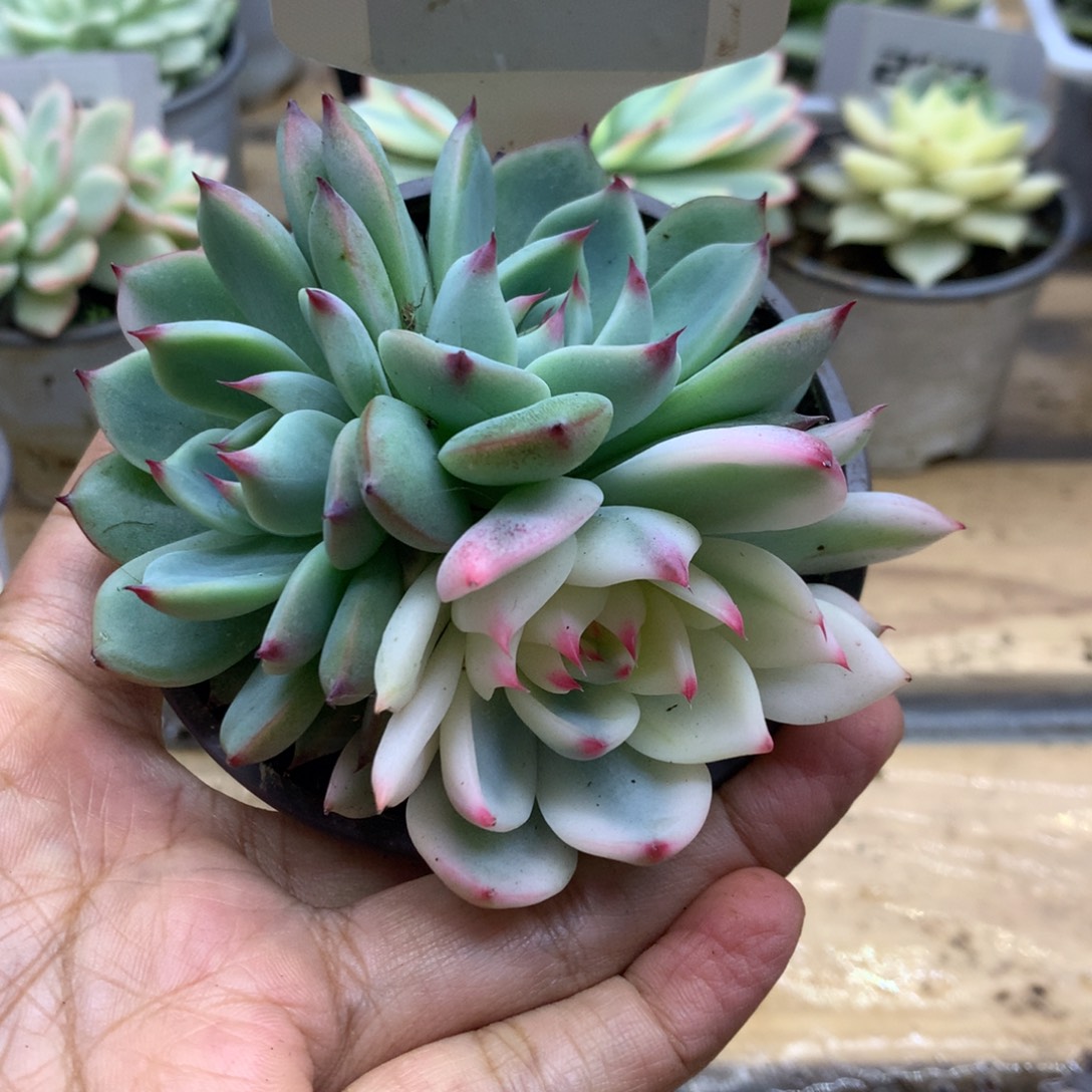 243三头吉娃娃锦锦锦锦锦