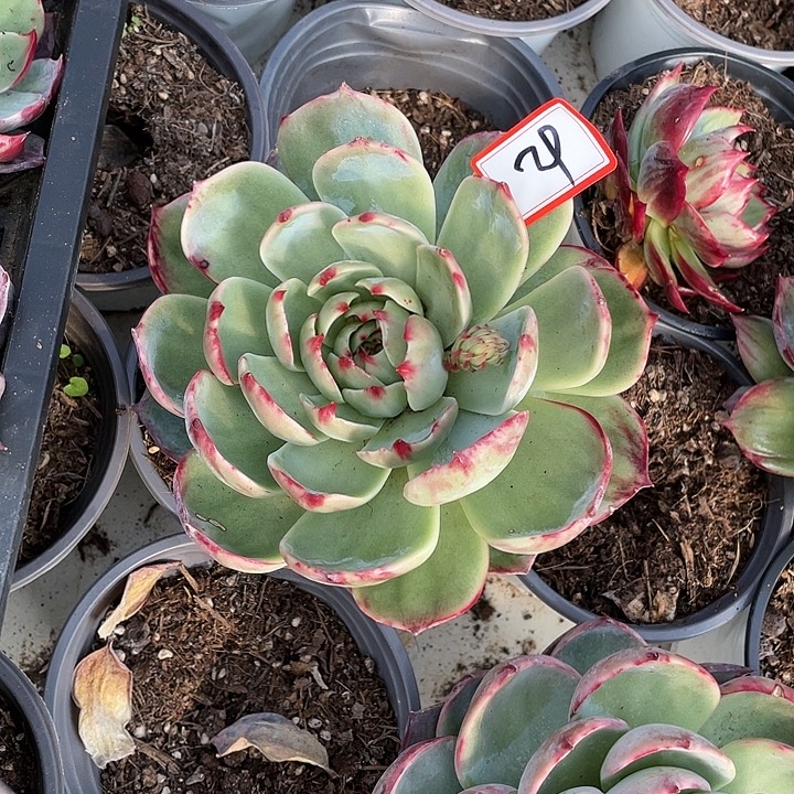 美****29///////////////