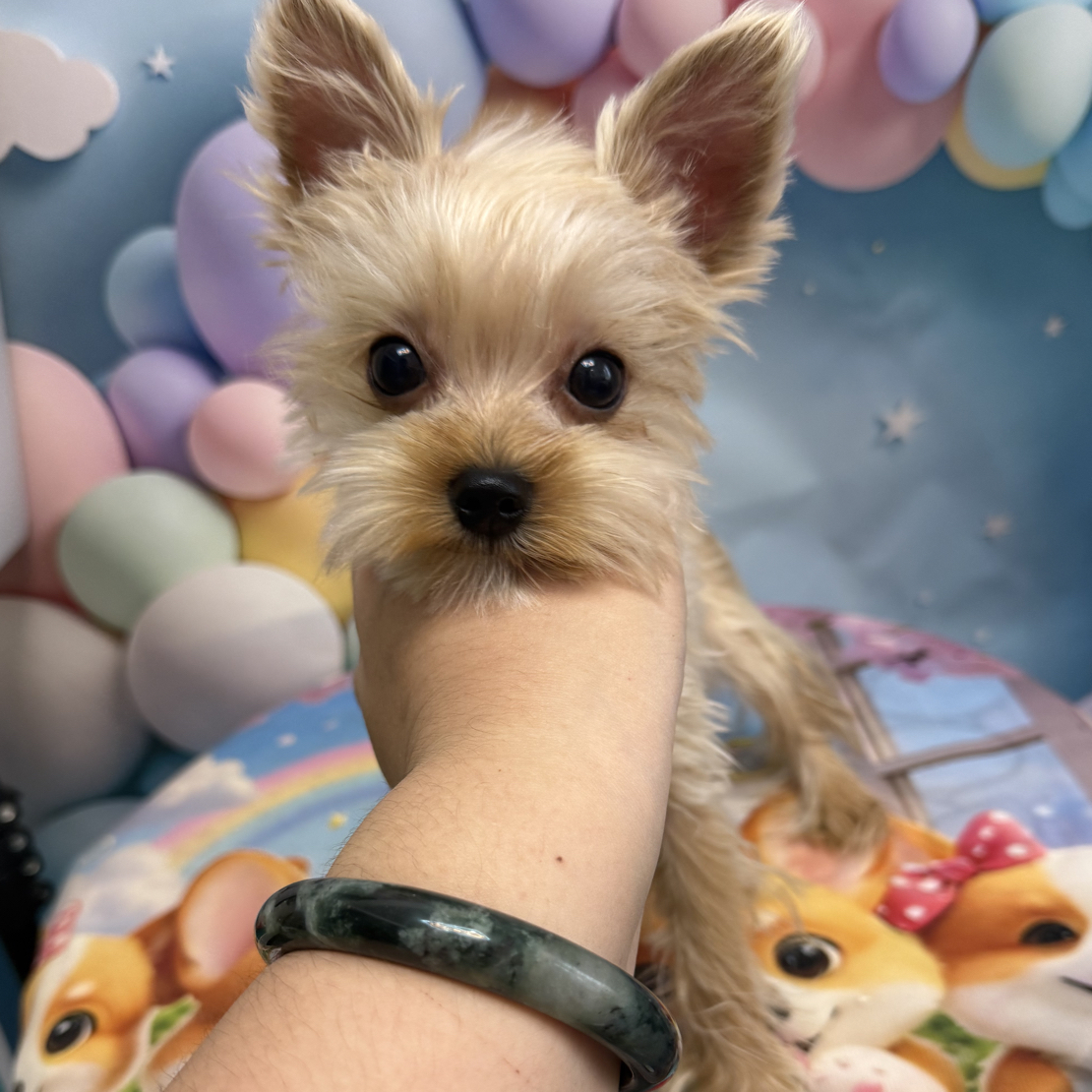 精品土豪金约克夏弟弟