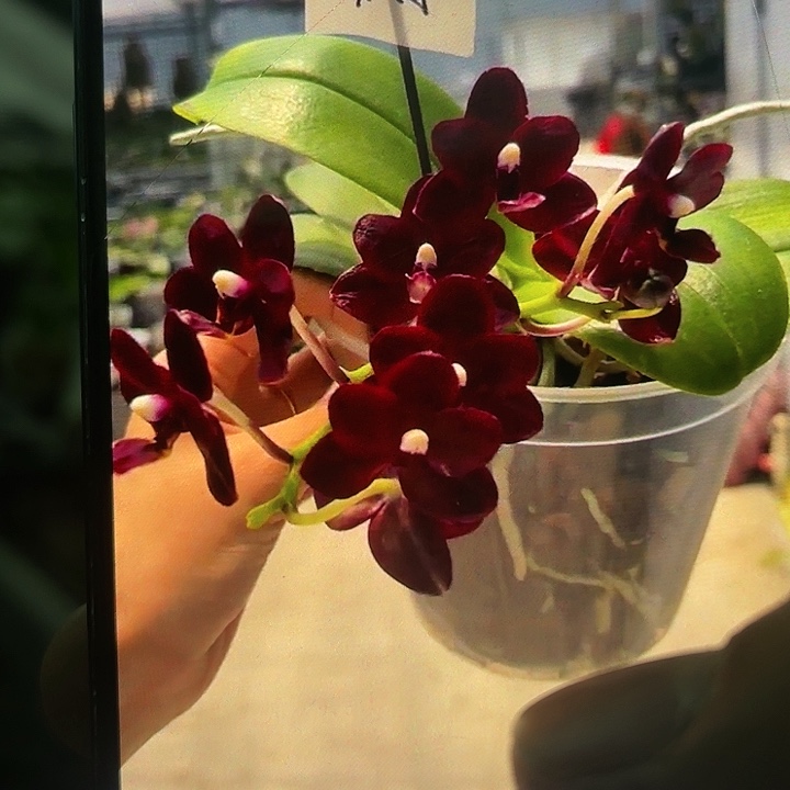 当前无花栽培后可以开花黑莓多头
