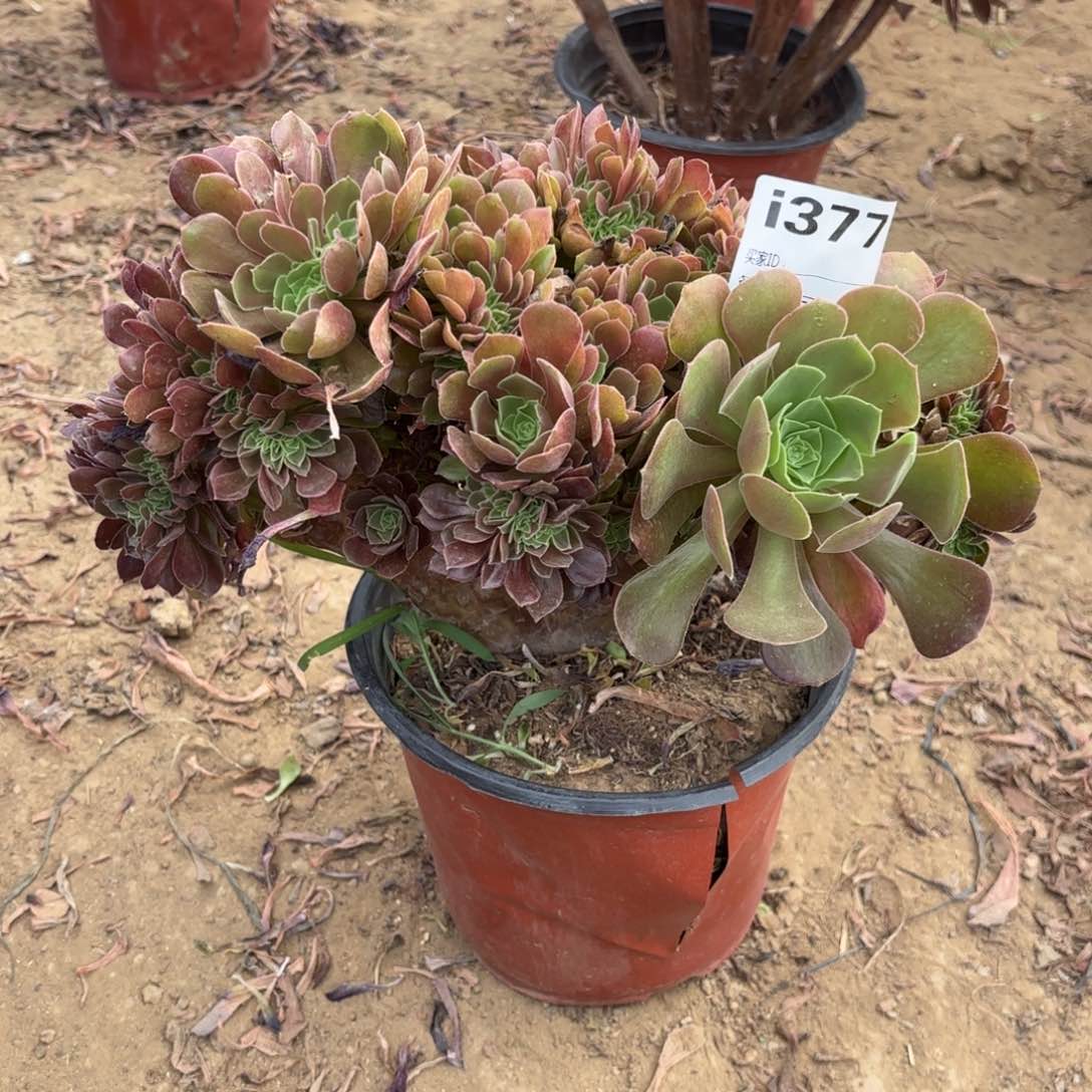 377玫瑰缀多肉植物