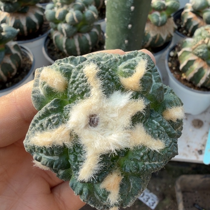 无花朵850螺旋龟甲牡丹