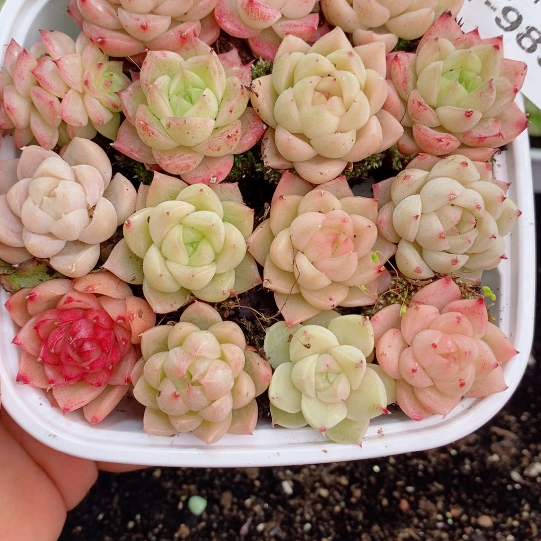 1-983 新疆西藏内蒙不发12.8包邮2-3公分多肉