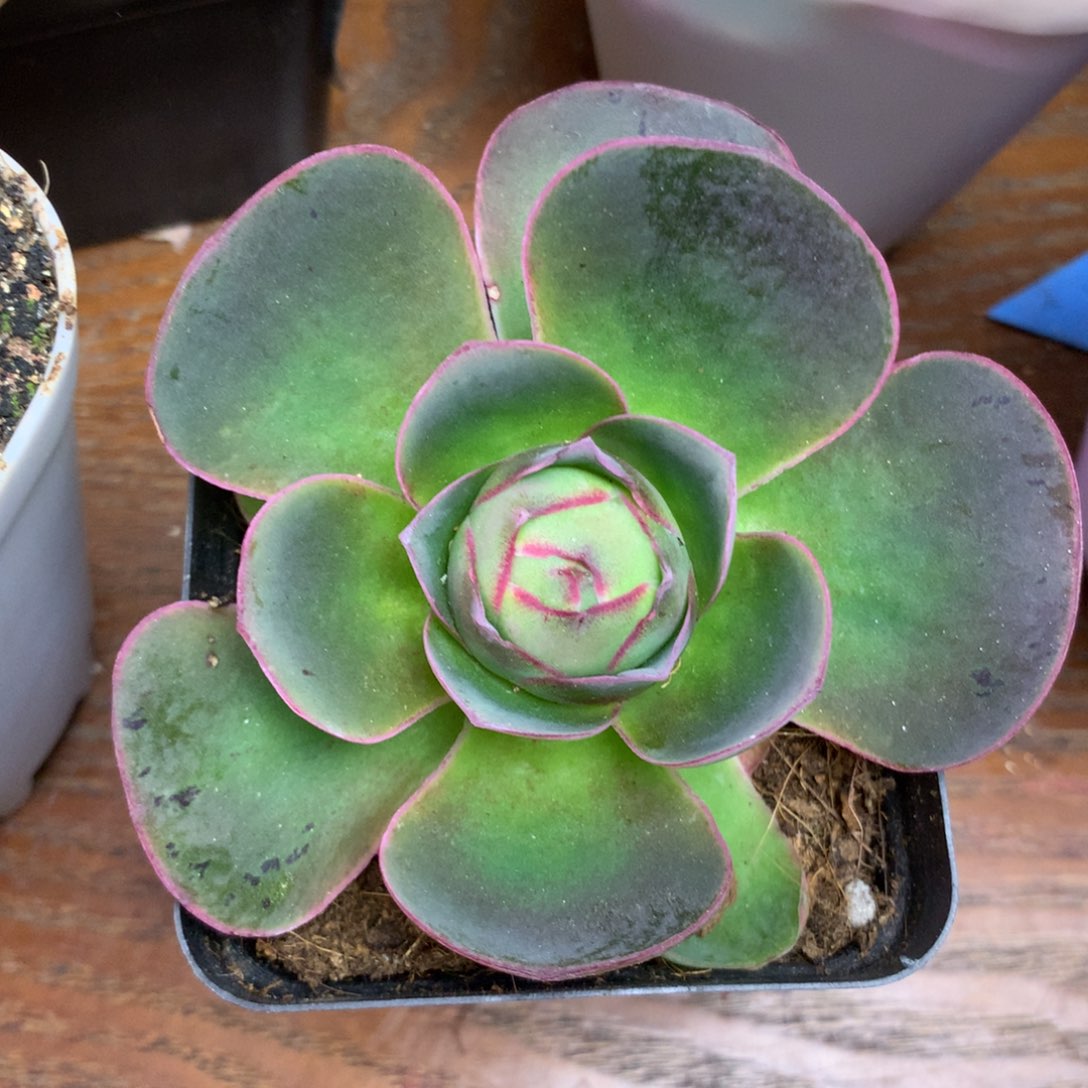 一物一拍开播福利055