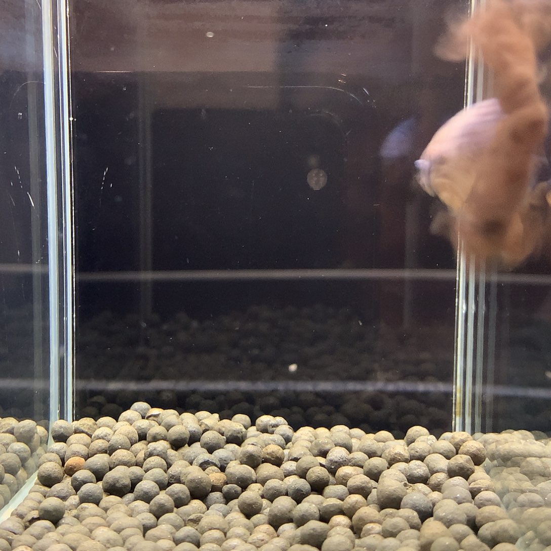 斗鱼七弟泰国斗鱼971