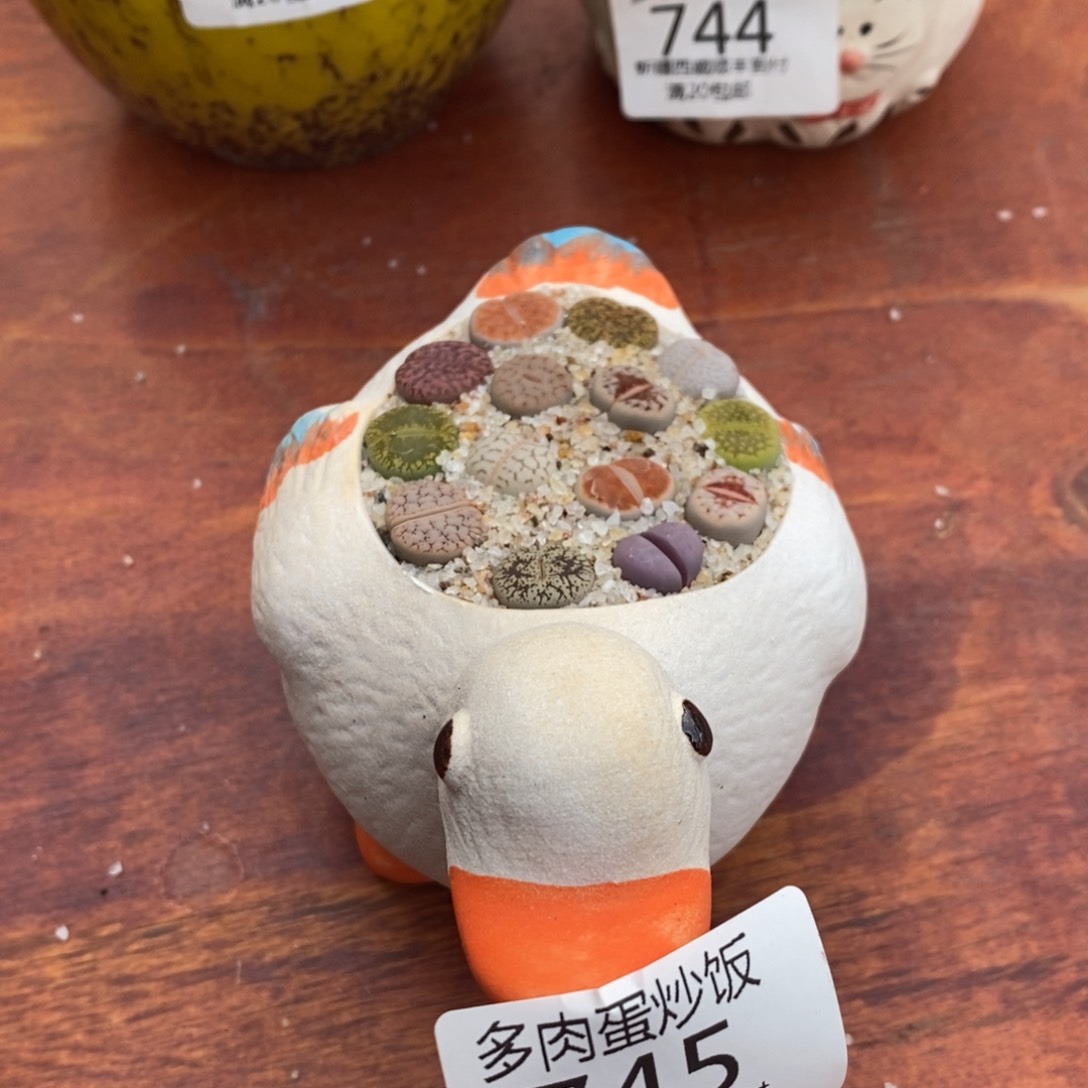 多肉蛋炒饭000745