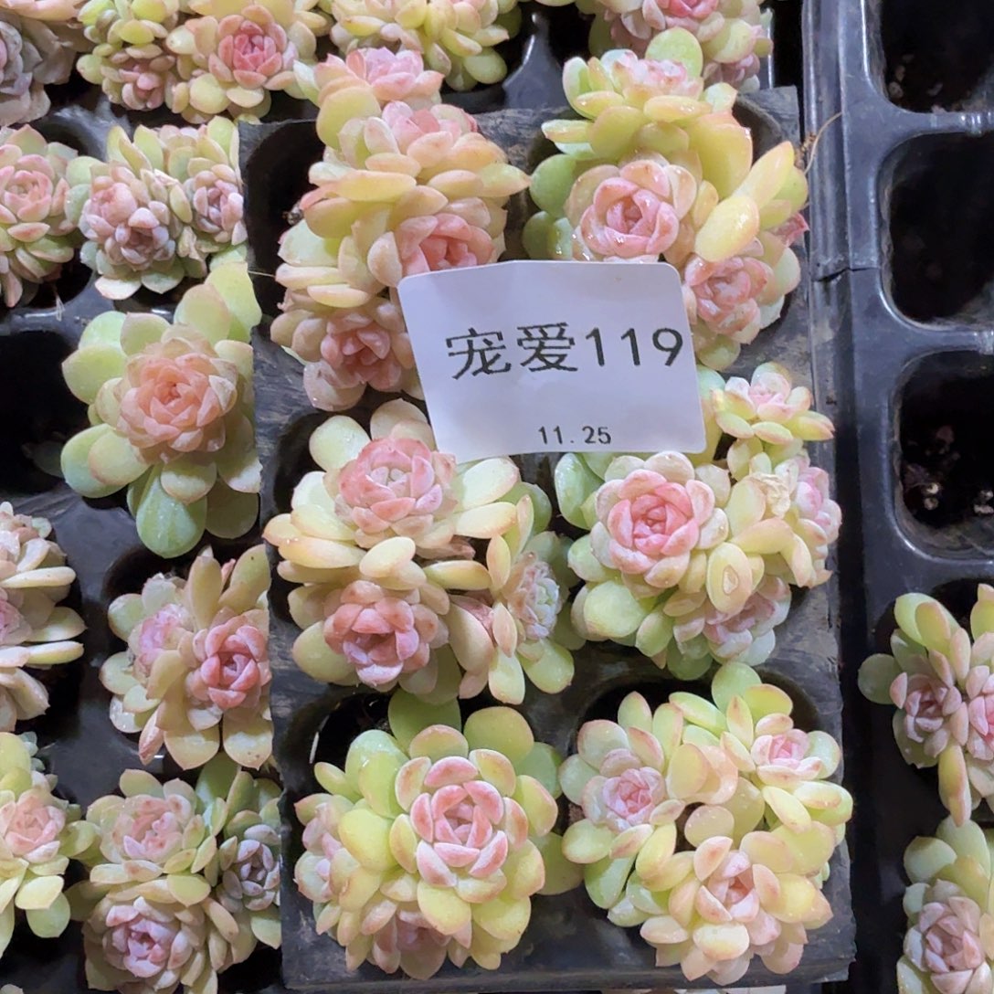 直播福利一物一拍119