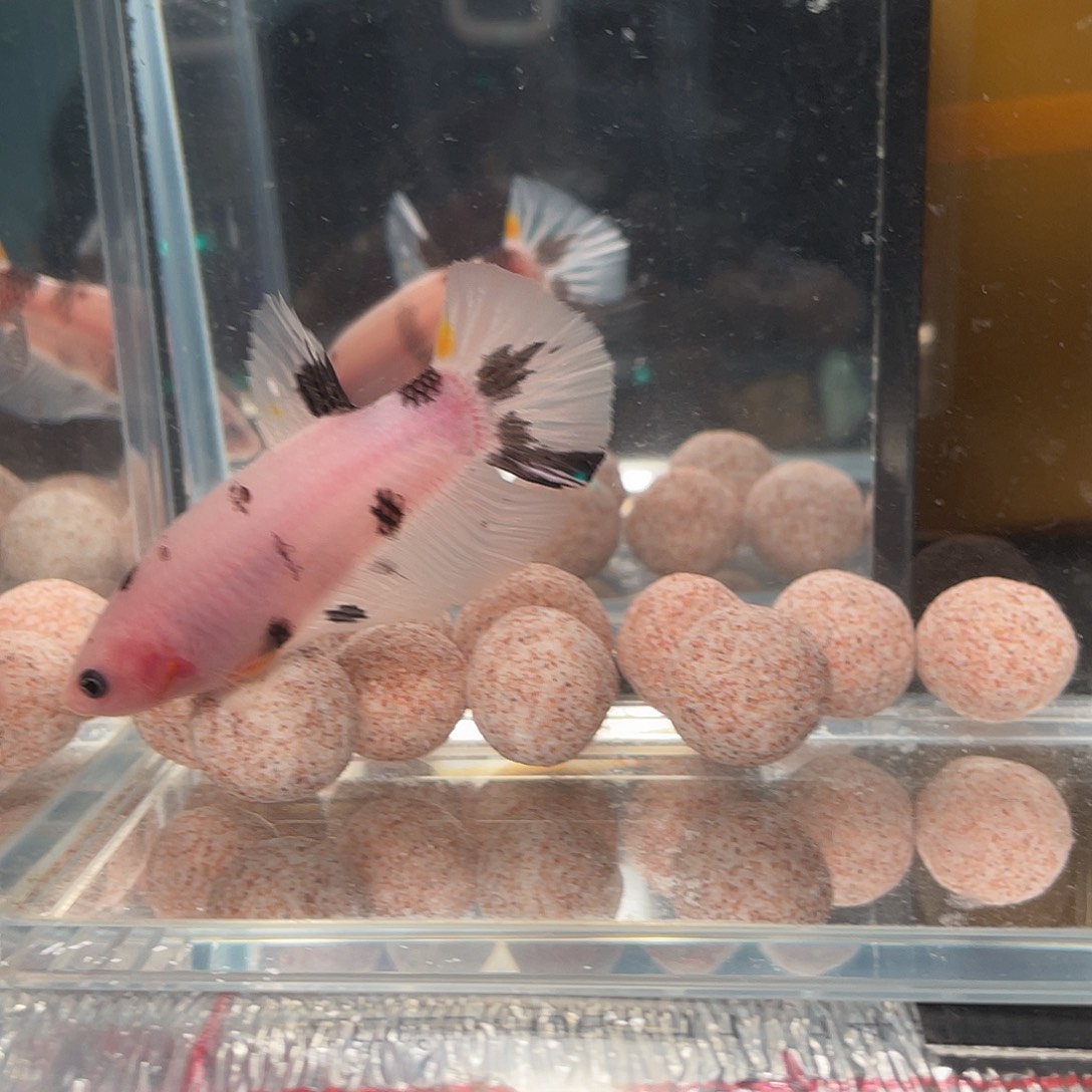 斗鱼12.27 巨斗将军 100