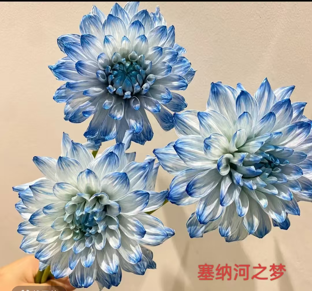 【塞纳河之梦】进口大花大丽花基地