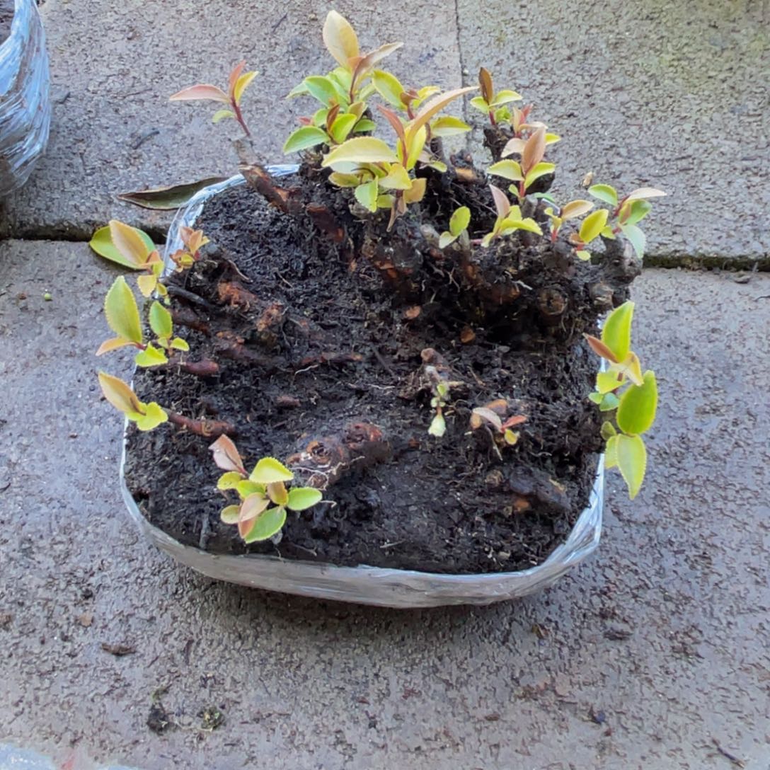 当前无花朵，栽培后可花朵