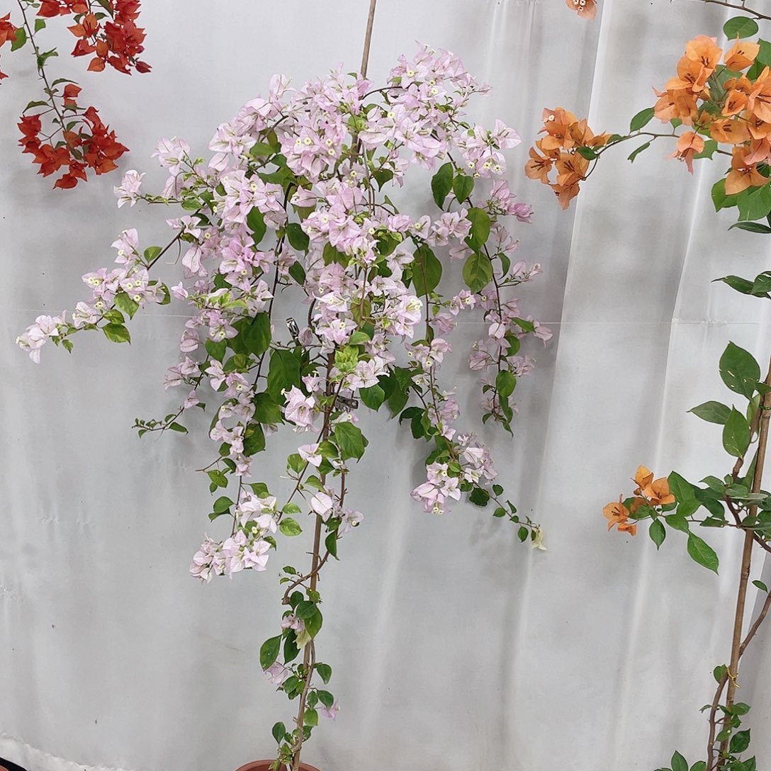 完全开放金边丽娜123