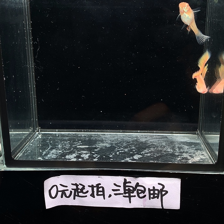 孔雀鱼金粉孔雀鱼一对