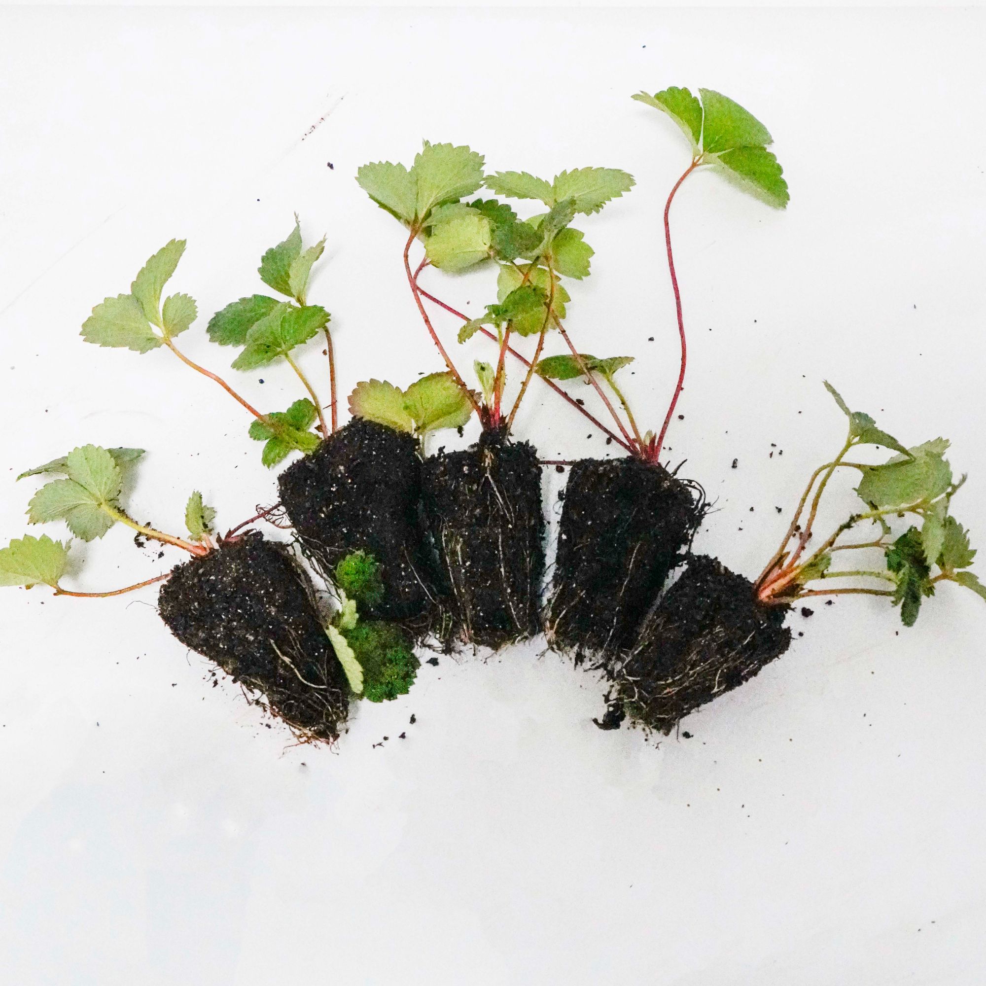 红颜穴盘苗10珠起拍