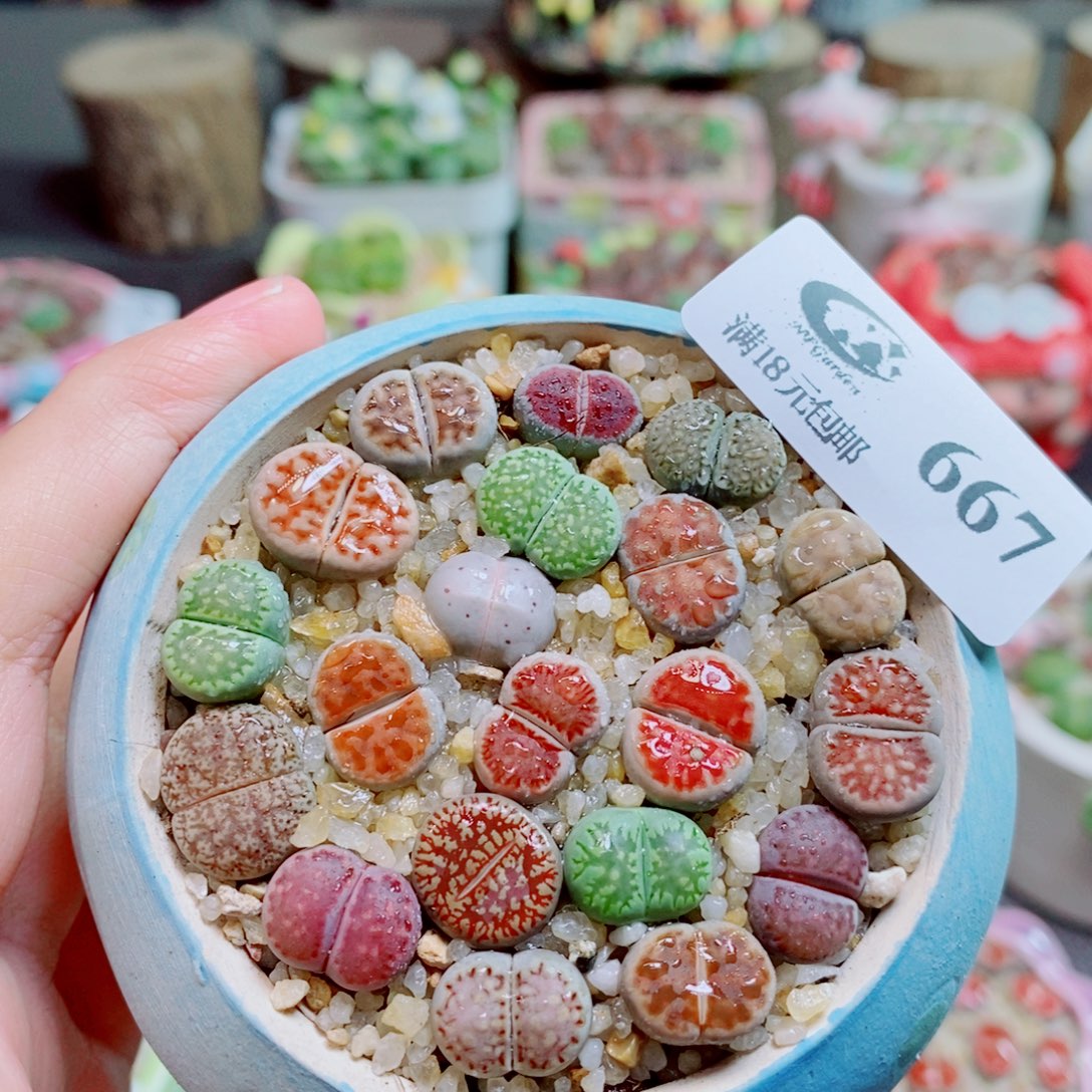 生石花花花花花花花667