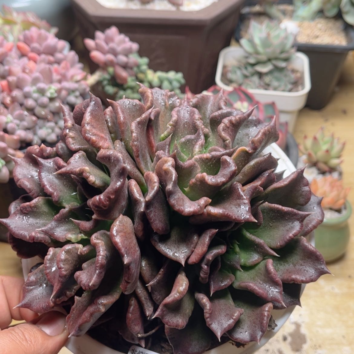 【闪购商品】367饺子皮