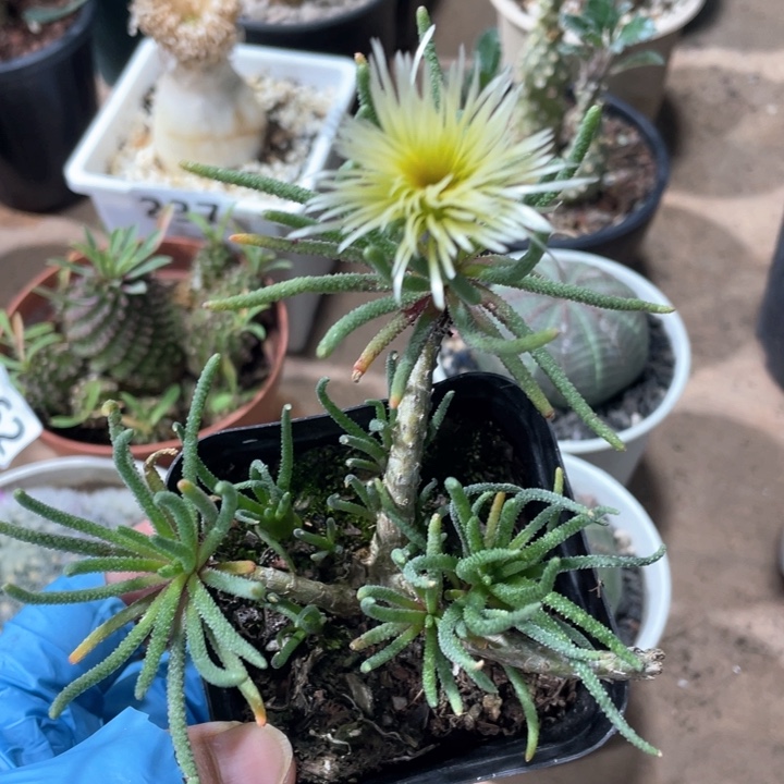 260天赐块根植物