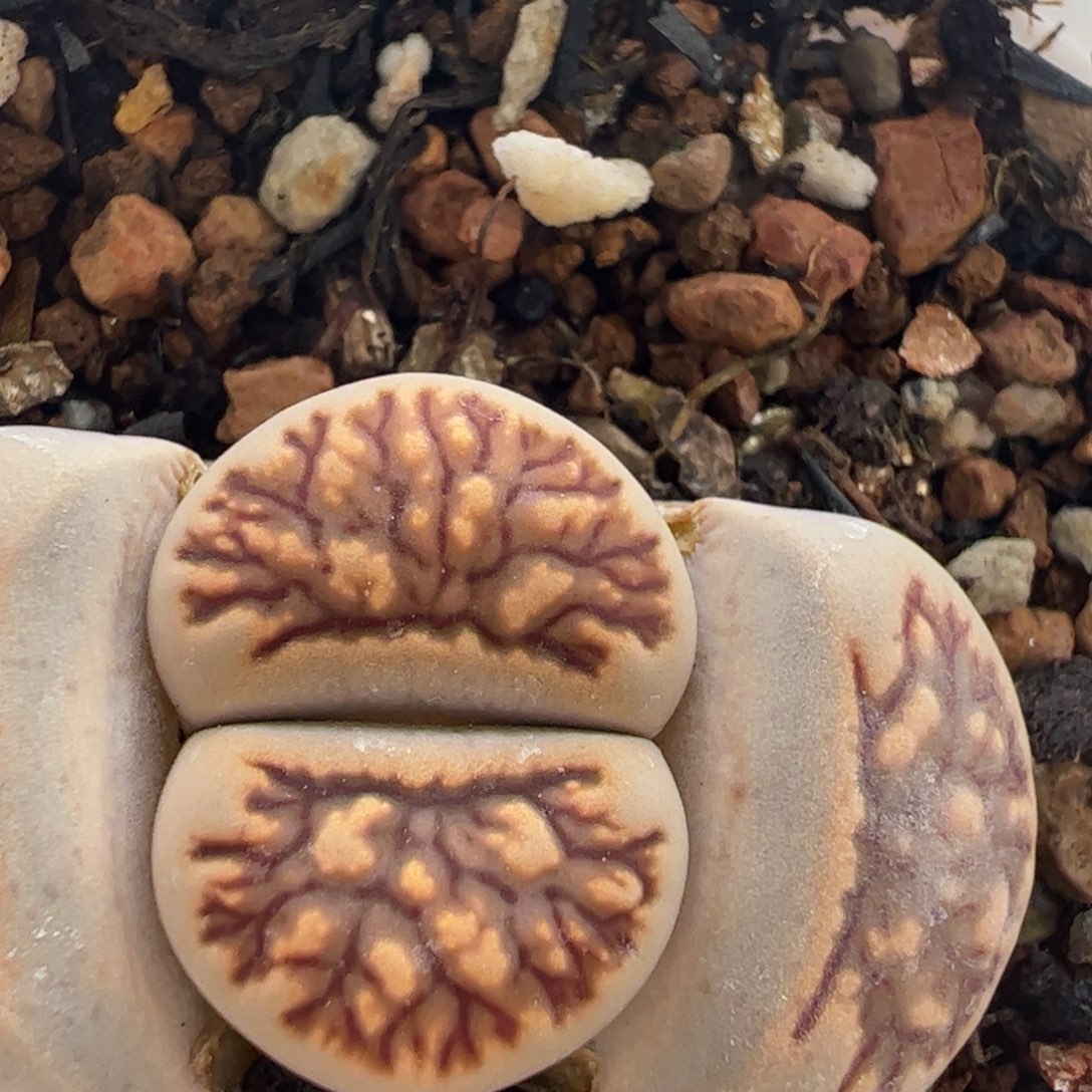 菊化石多肉植物百科