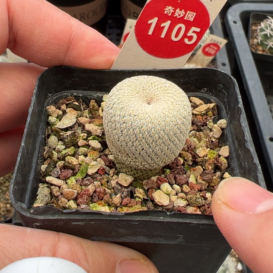实生小人帽2.1cm一棵仙人球