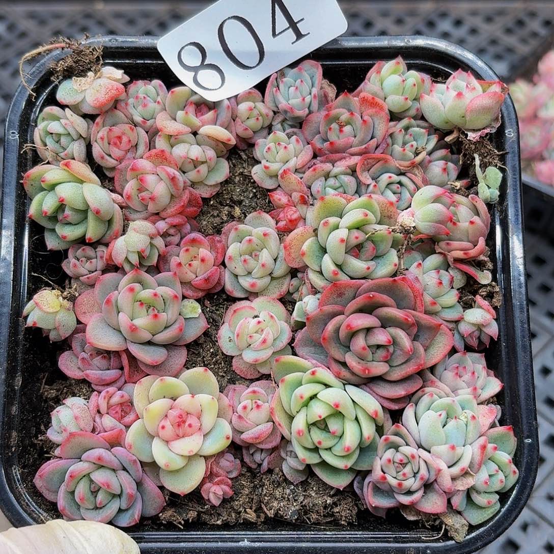 多肉植物多肉植物804