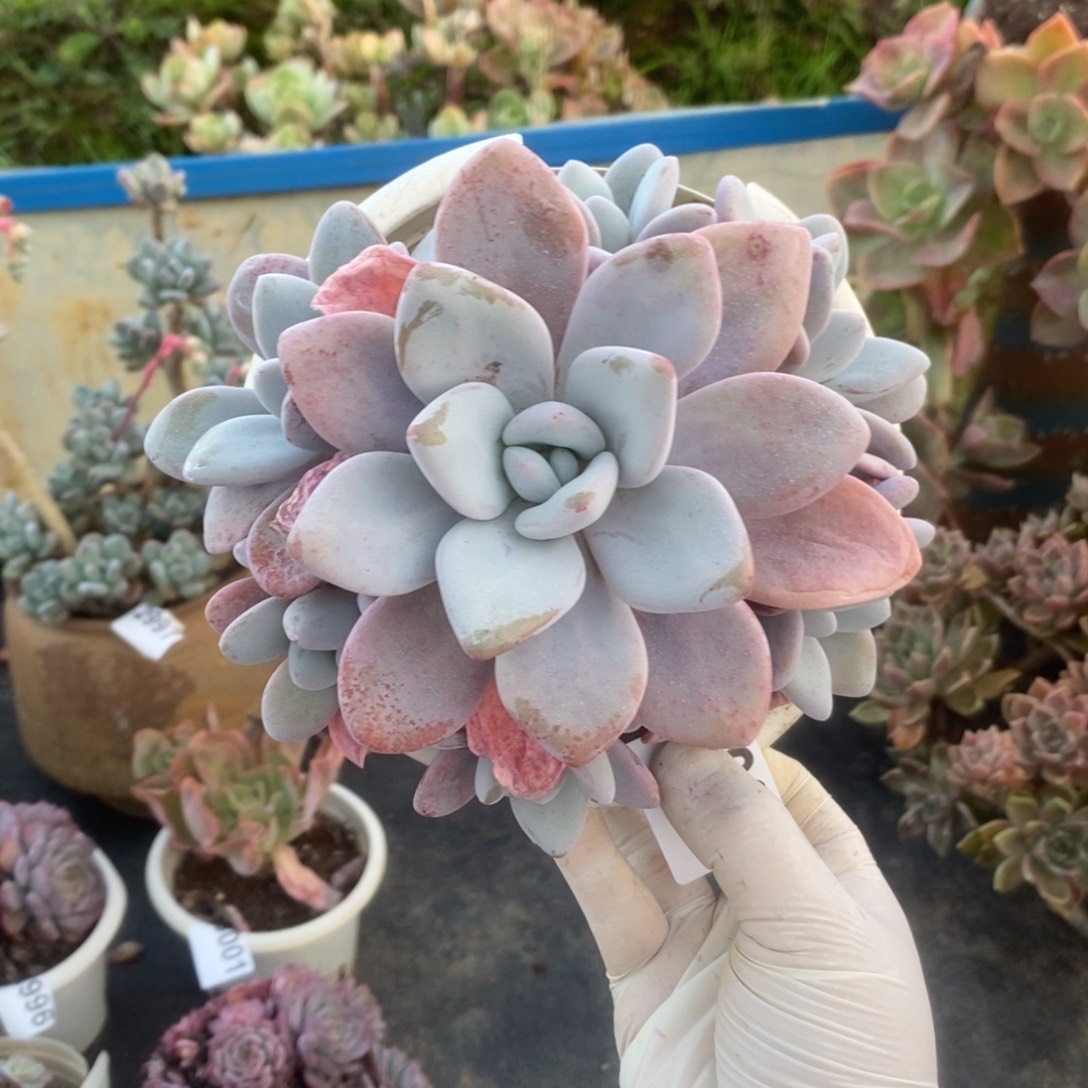 3005粉兔手捧一物一拍