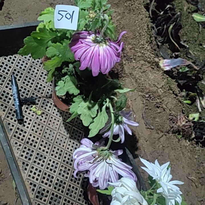 完全开放土球发货老根无售后一物一拍501