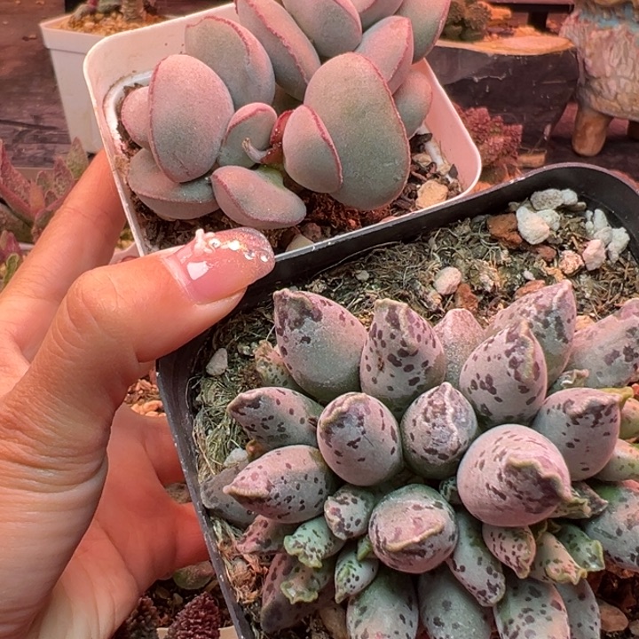 夜***阑          吉祥如意。  