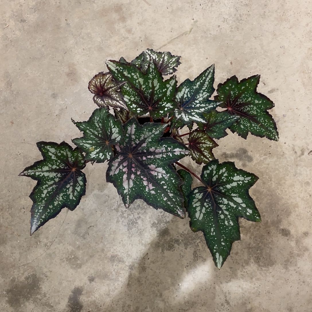 无花朵绿罗布特高登