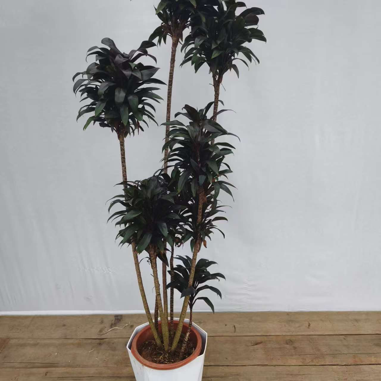 美人蕉娃娃朱蕉密叶红植物室内客厅耐阴好养观叶绿植