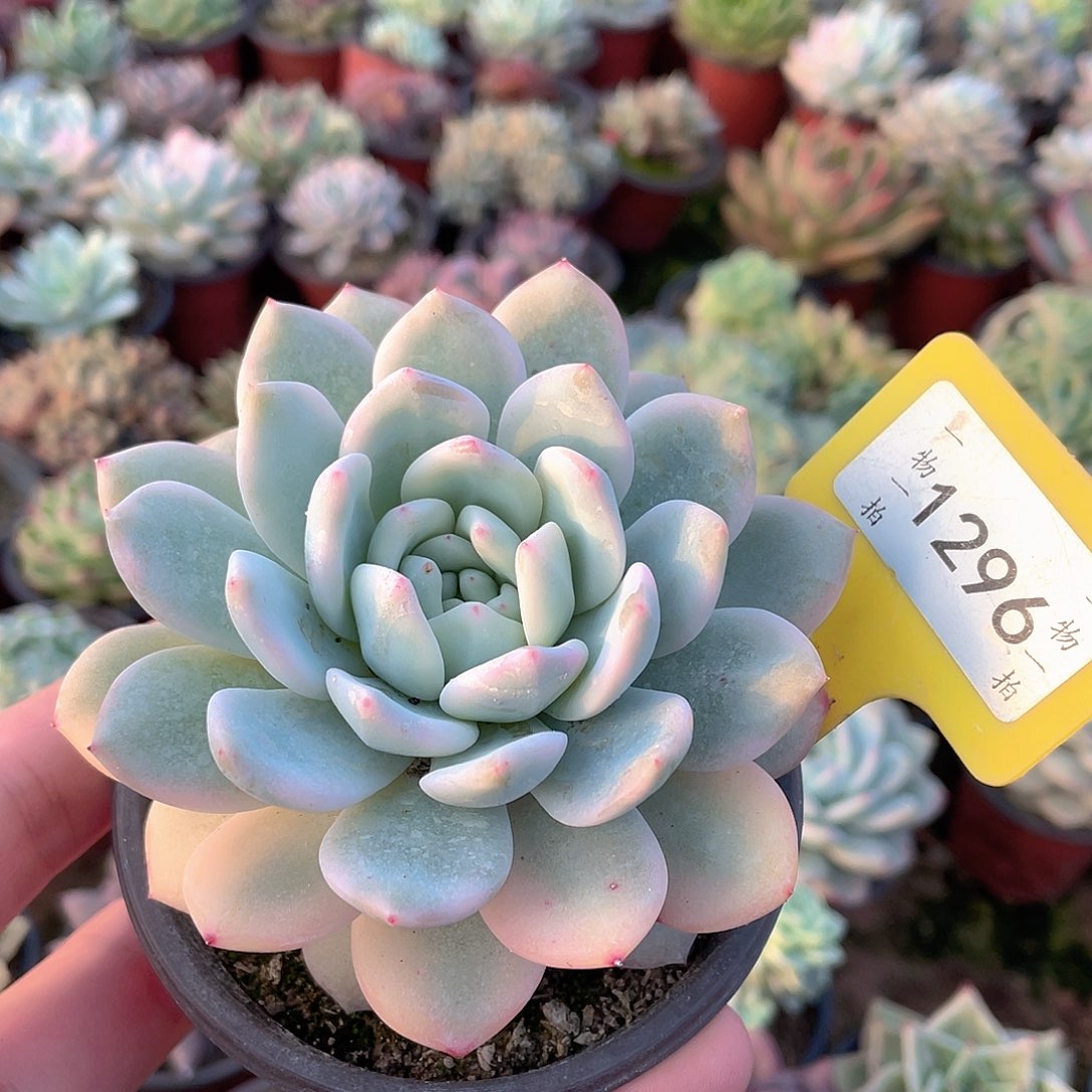阿***啊1296号多肉植物组合