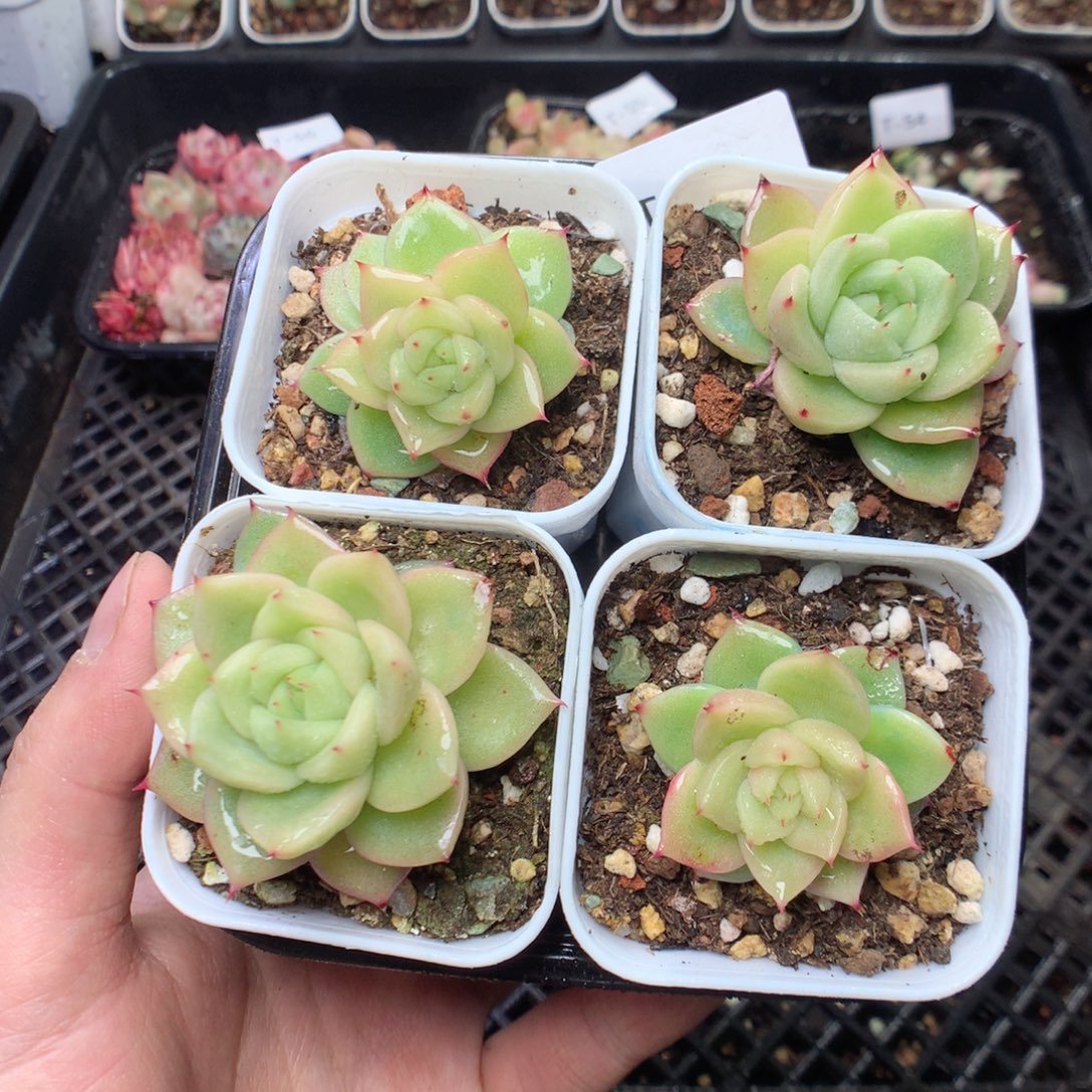 无花朵T57 玉玲珑