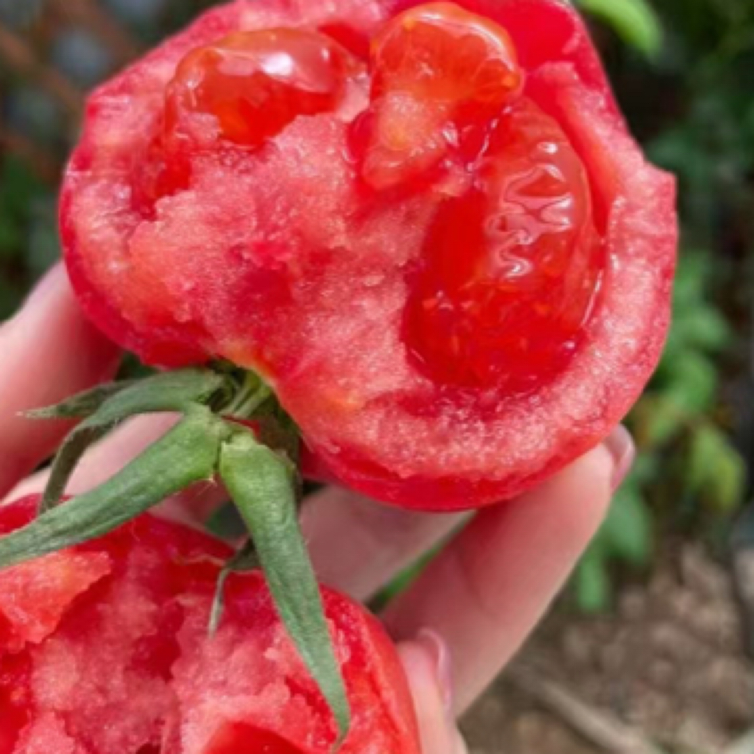 张哥李妹顺丰/京东包邮陕西泾阳普罗旺斯西红柿重4.5斤坏果包赔