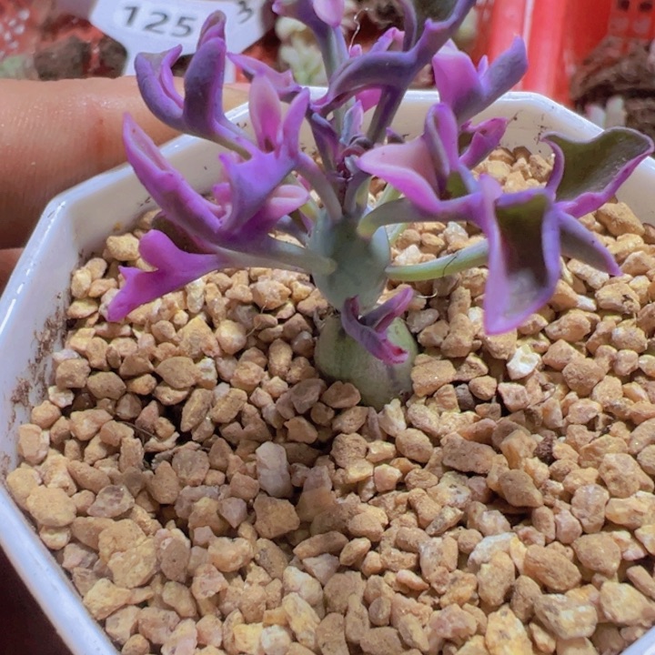 历**师七宝树锦精品多肉植物