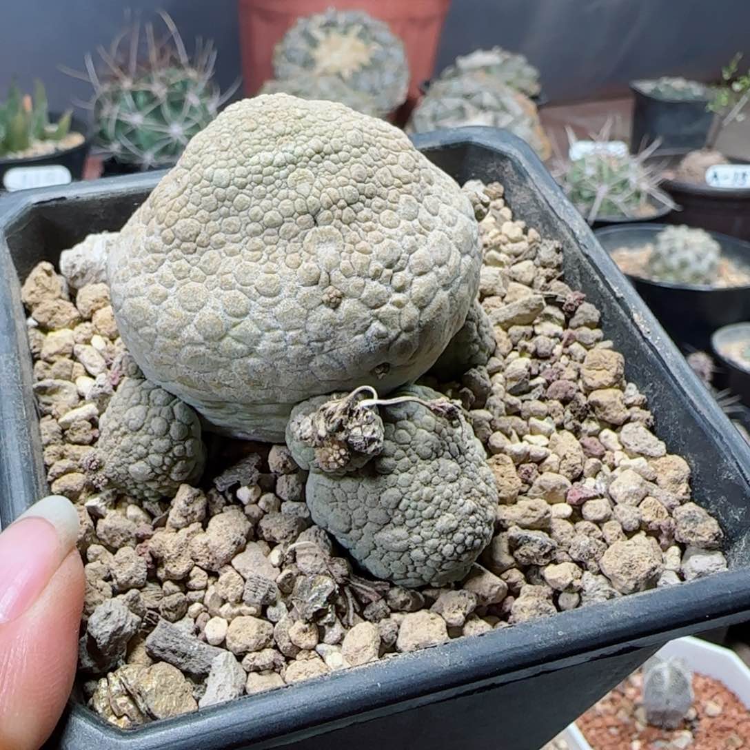 实生小乌龟凝蹄玉多肉