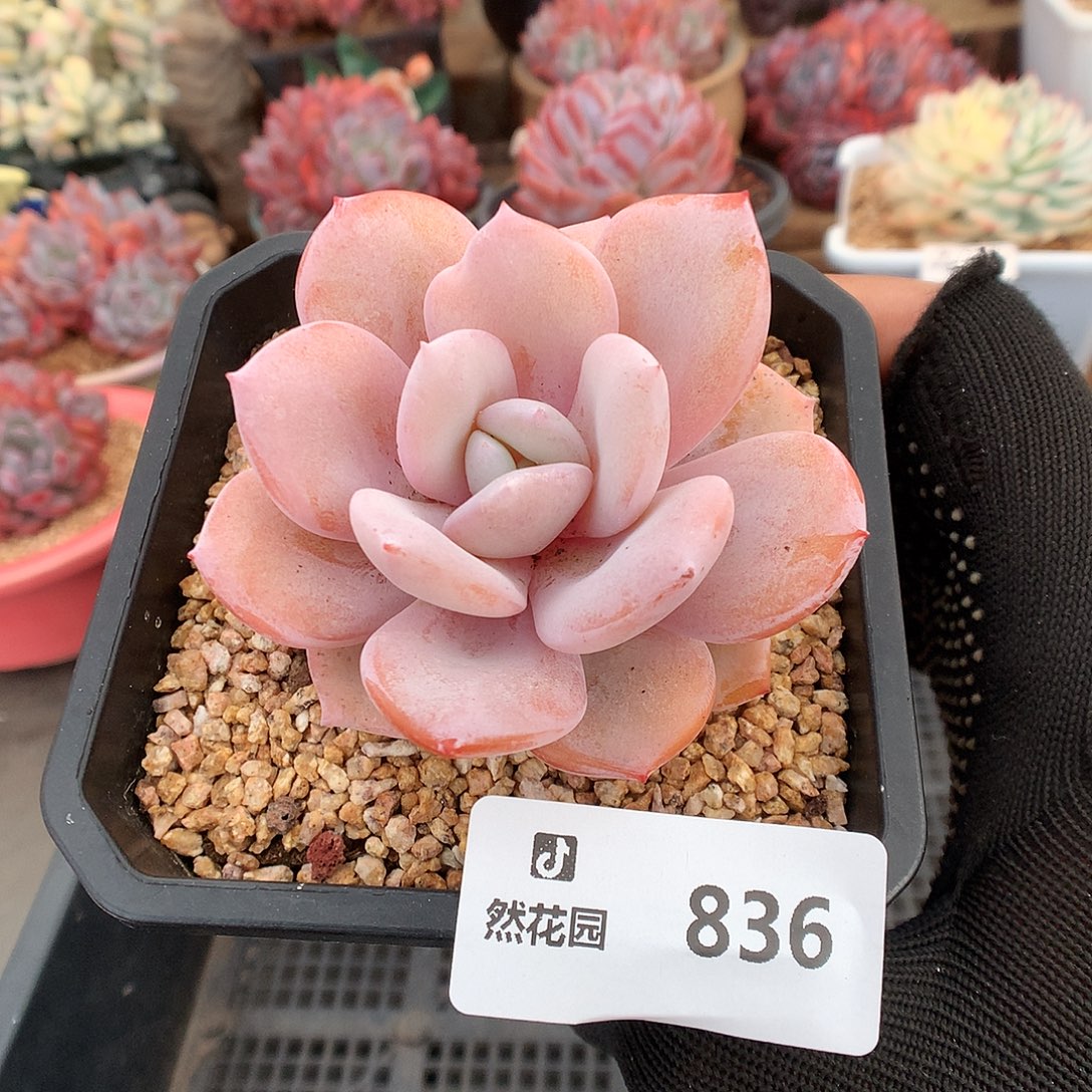 836雪天使多肉植物666
