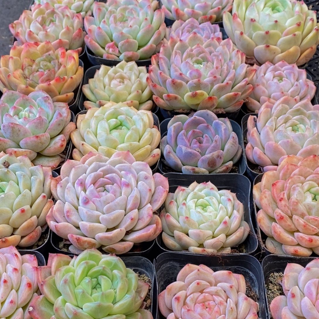 453多肉植物保护研究所所长