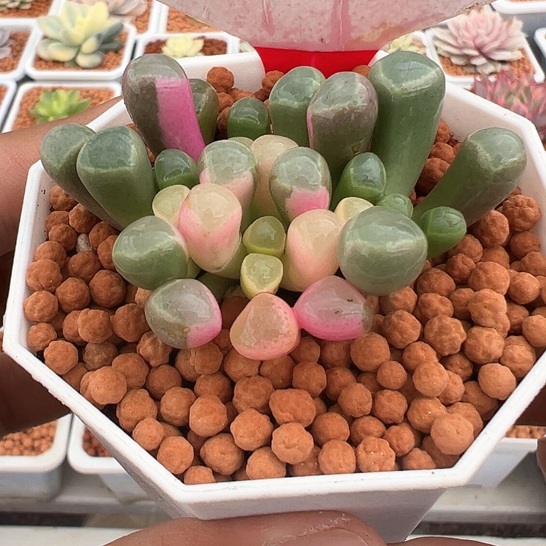 101号五十林玉锦多肉植物